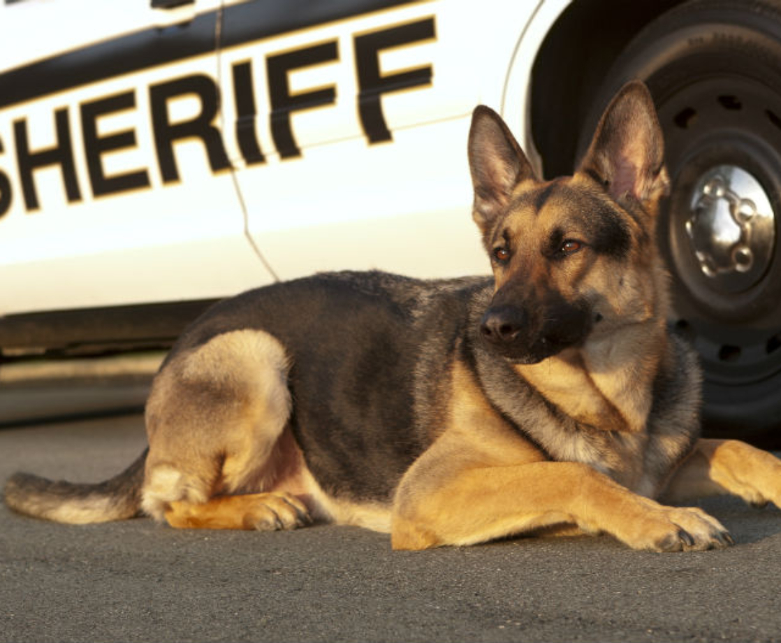 Police Dogs Enjoy Early Retirement as Virginia Prepares to Decriminalize Weed