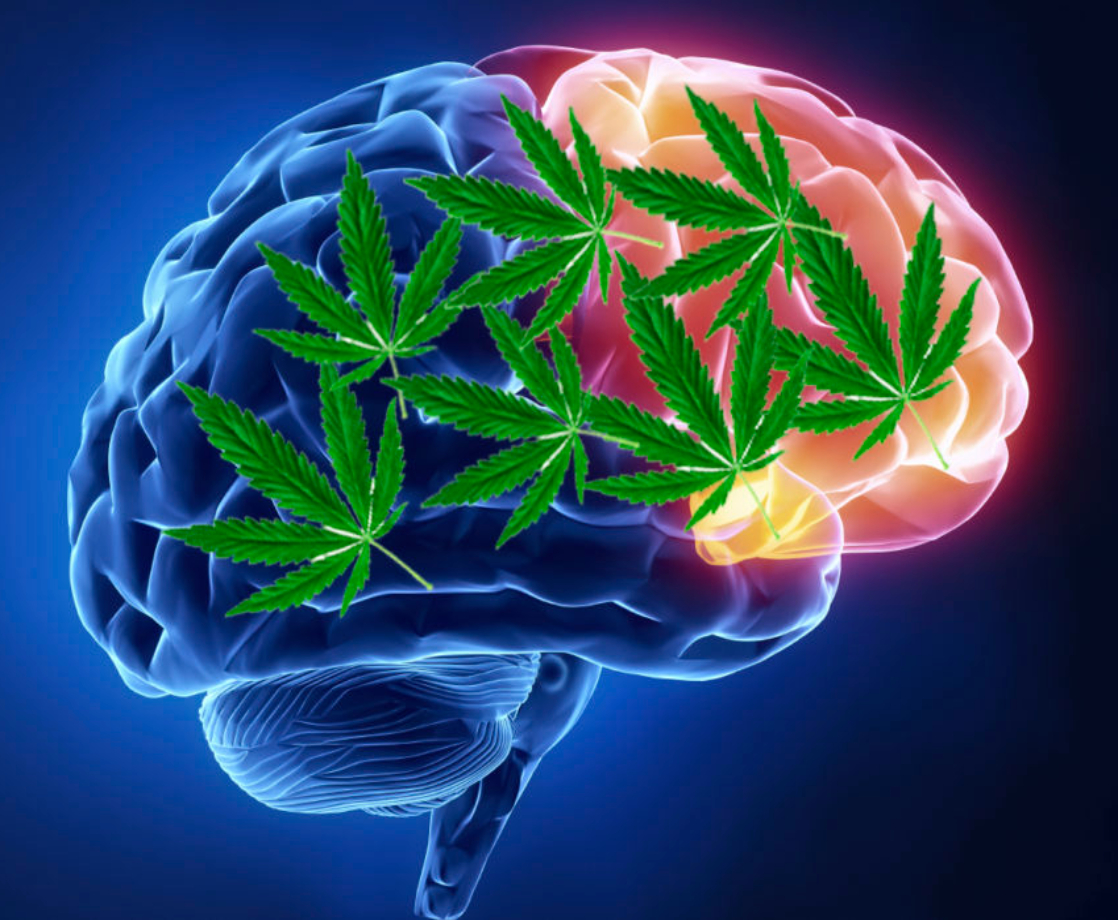 Here’s How Scientists Think Cannabis Can Repair Brain Cells and Improve Memory