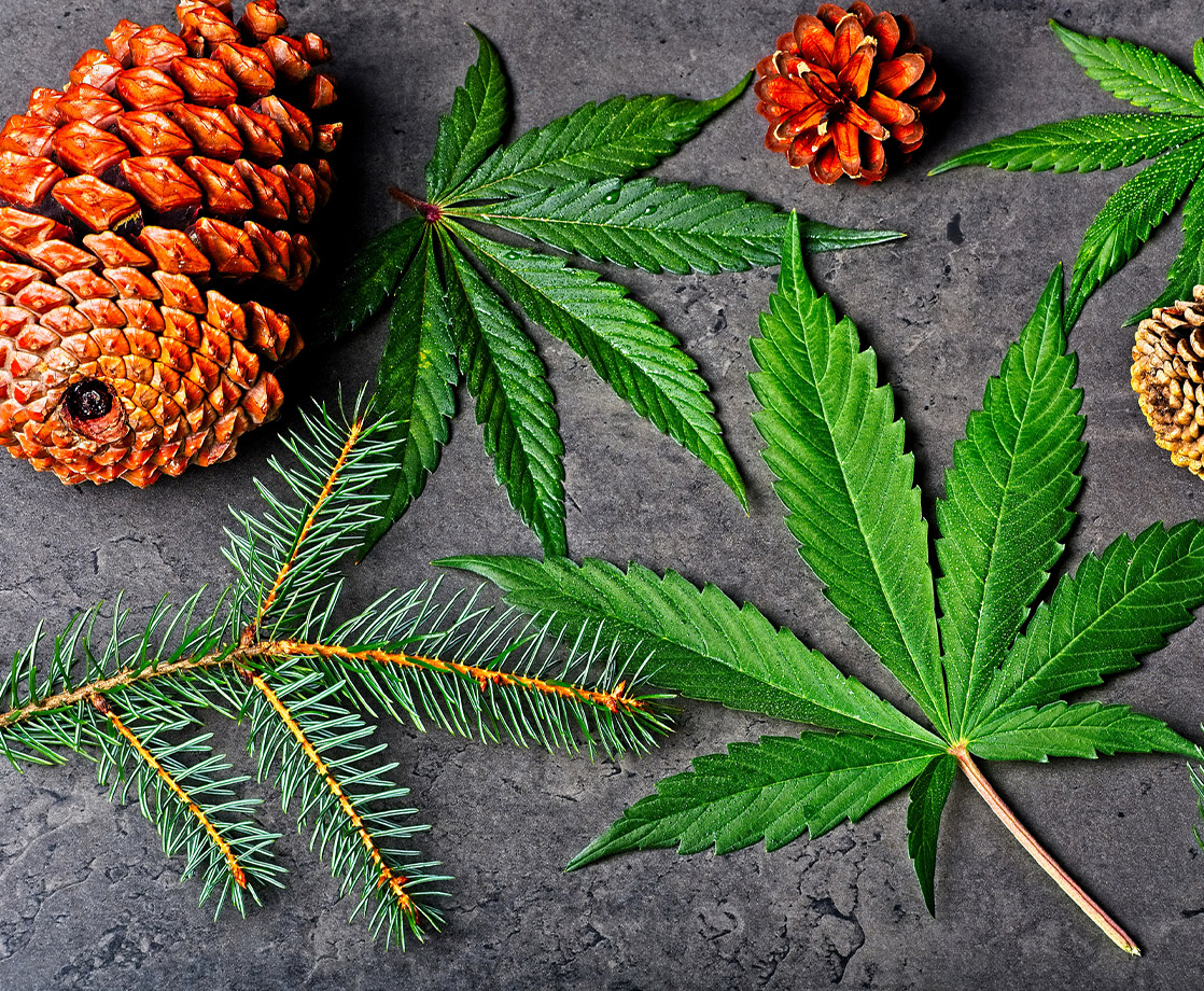 What Is Pinene and What Does This Cannabis Terpene Do?