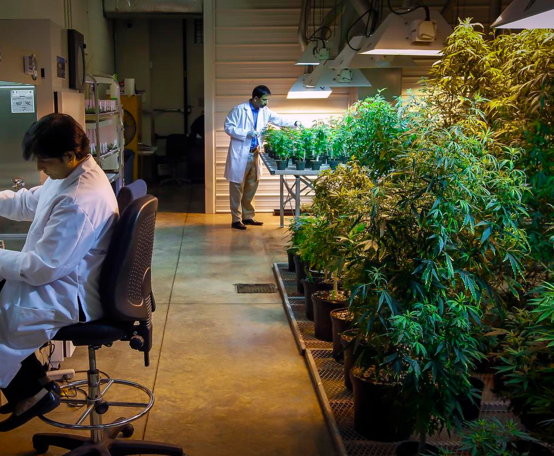 DEA Is Moving Forward with Cannabis Grow Licensing to Expand Marijuana Research