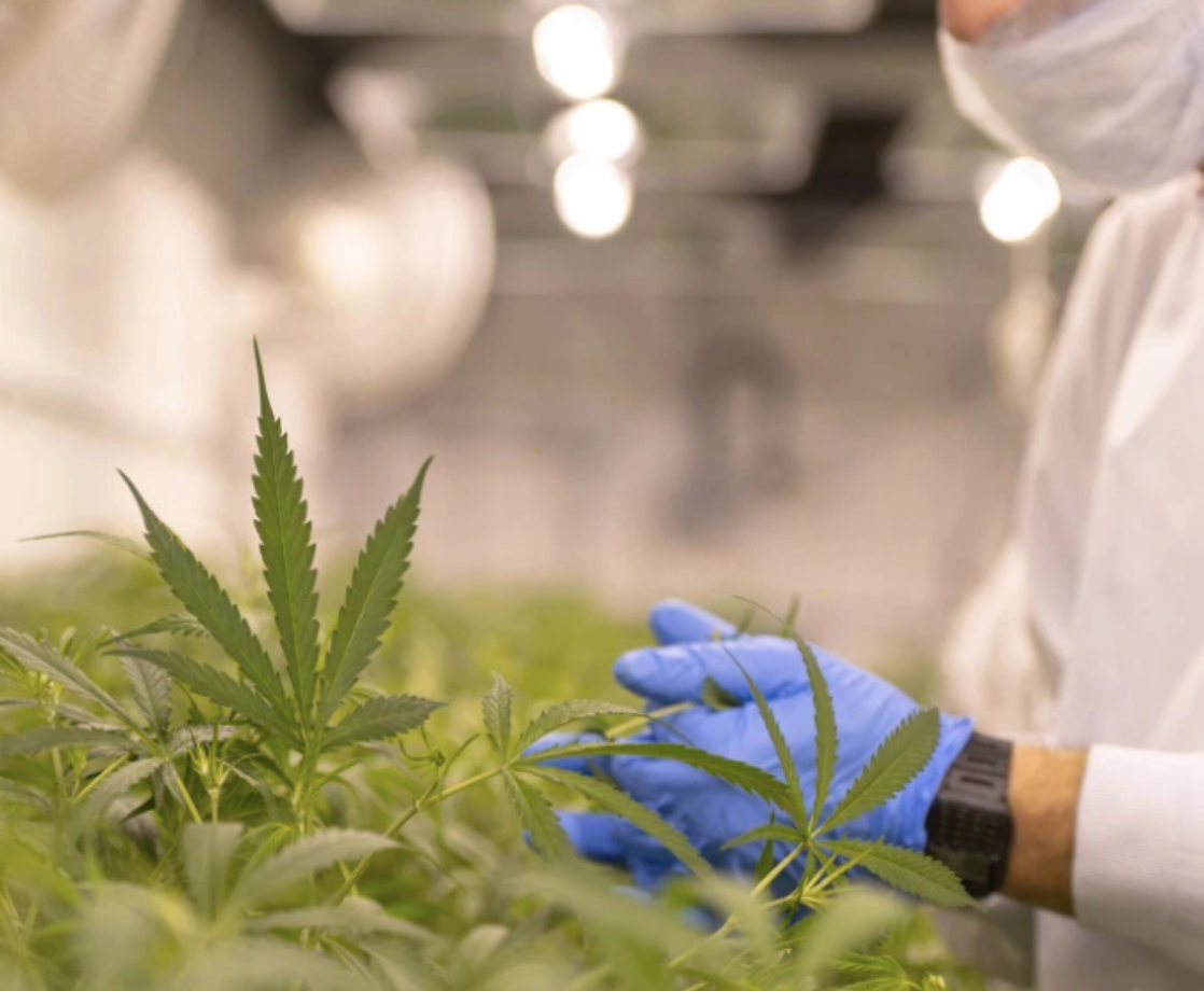 Cannabis Businesses Are Ineligible for Federal Coronavirus Relief