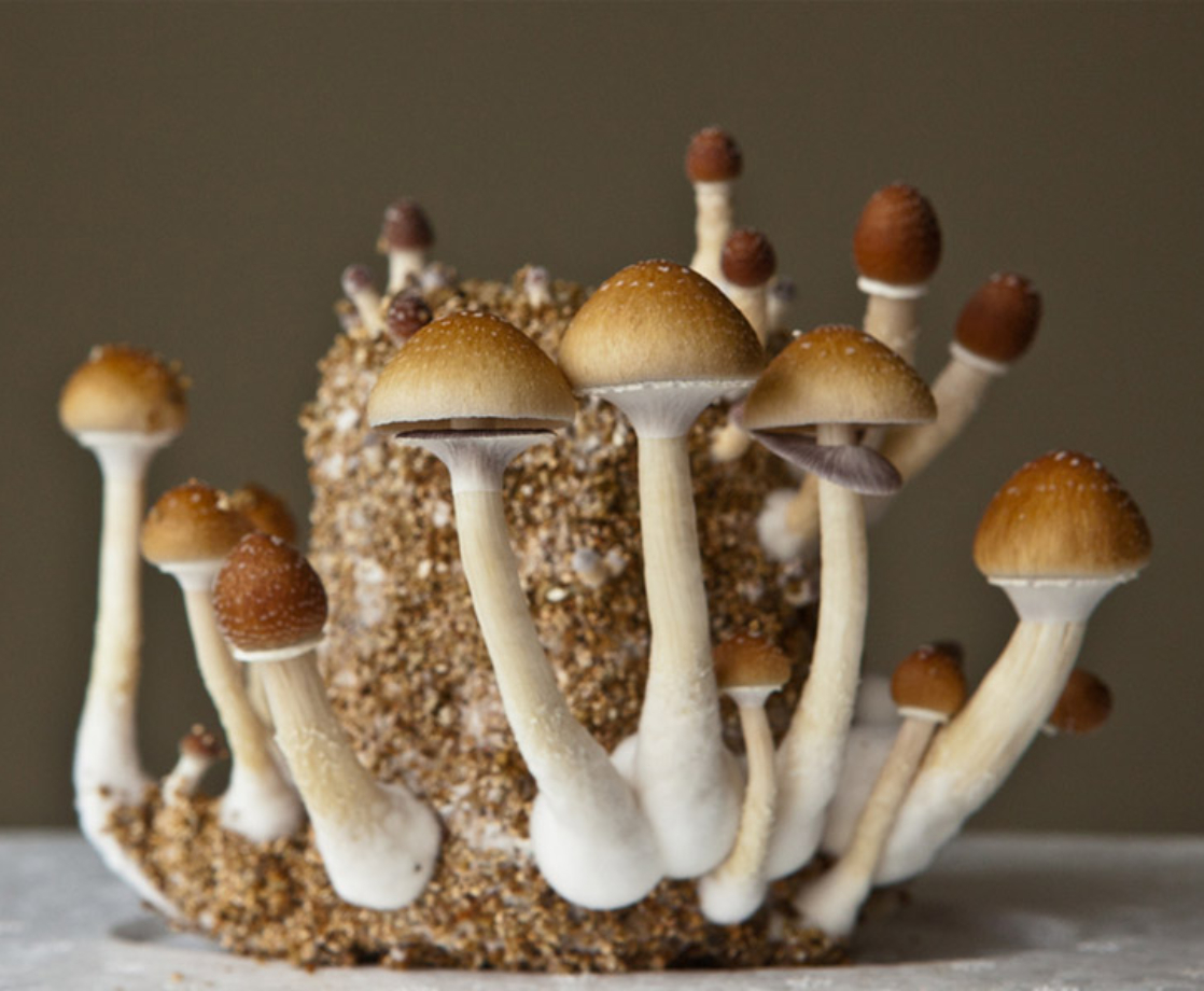 Psychedelics Advocates Fight to Keep Ballot Initiatives Alive During Pandemic