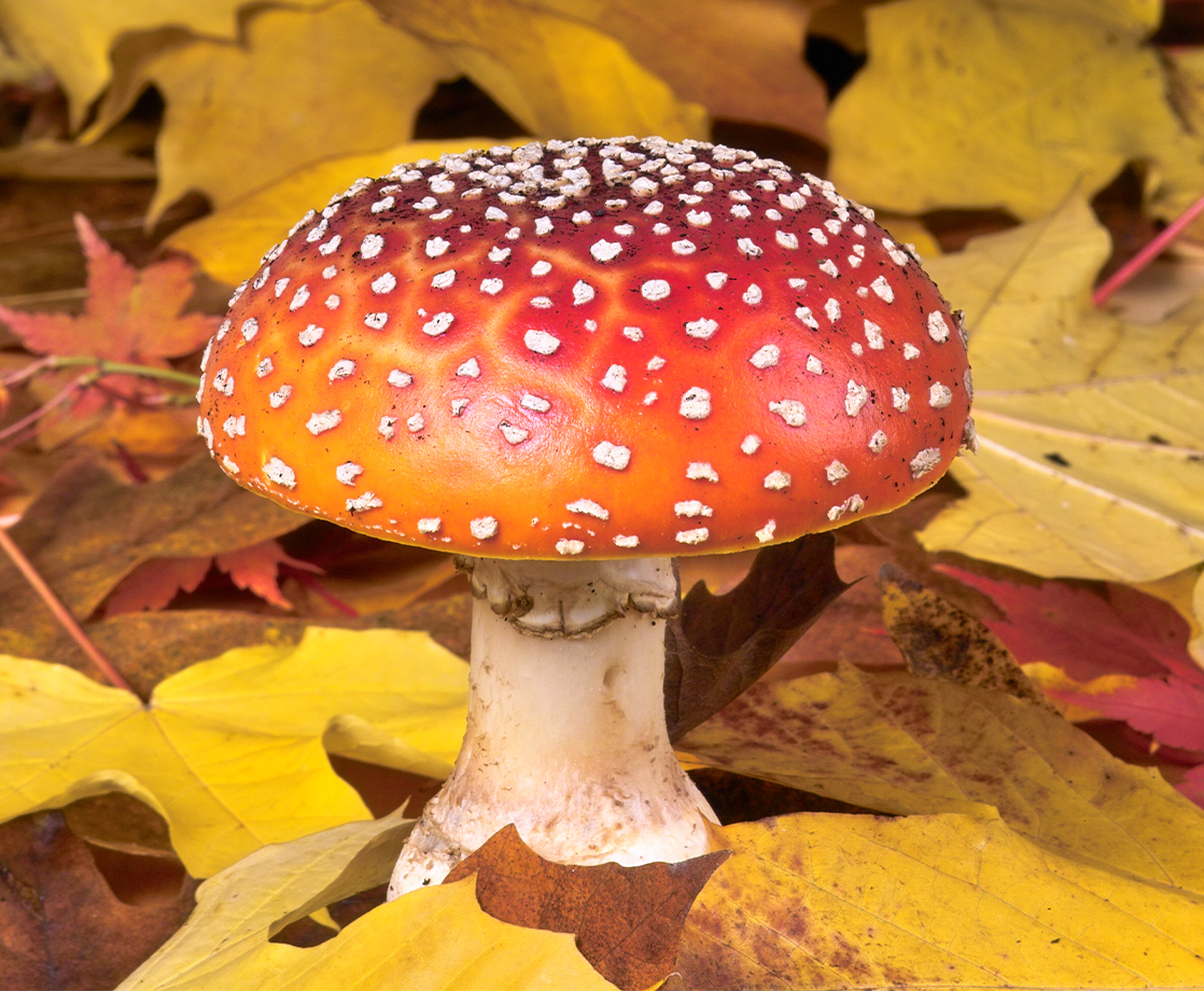 Want Shrooms That Never Cause Bad Trips? Scientists Are Working On It