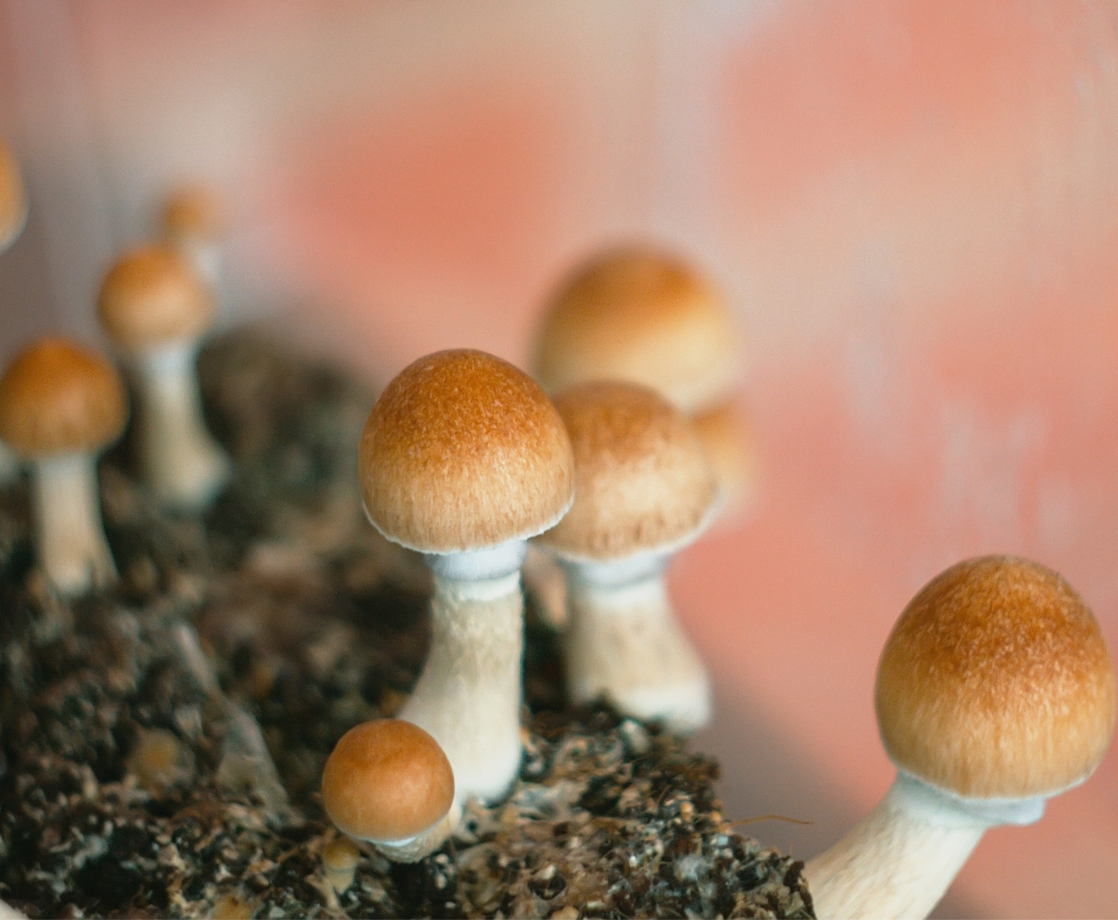 Psilocybin Is Better at Treating Depression Than Ketamine, New Study Finds
