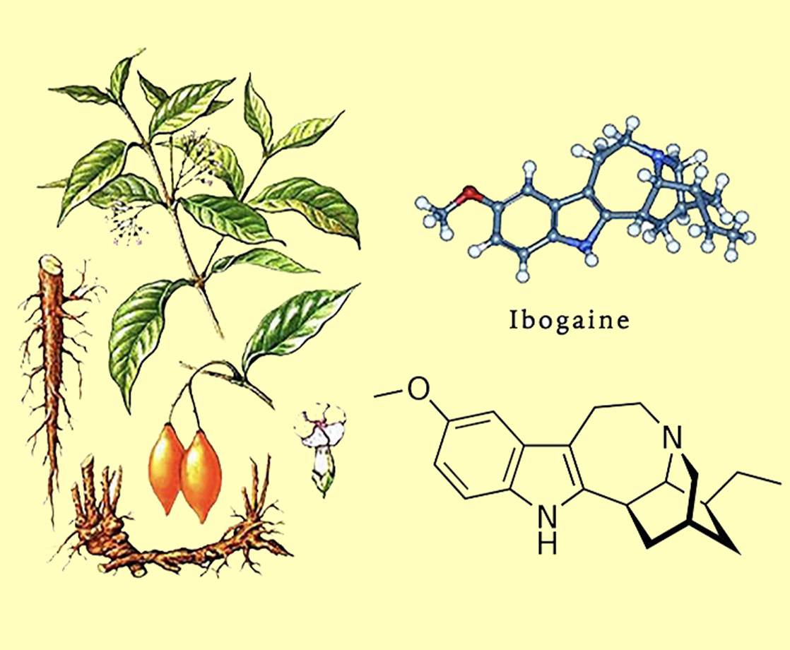 What Is Ibogaine and Can the Psychedelic Plant Help Break Drug Addictions?