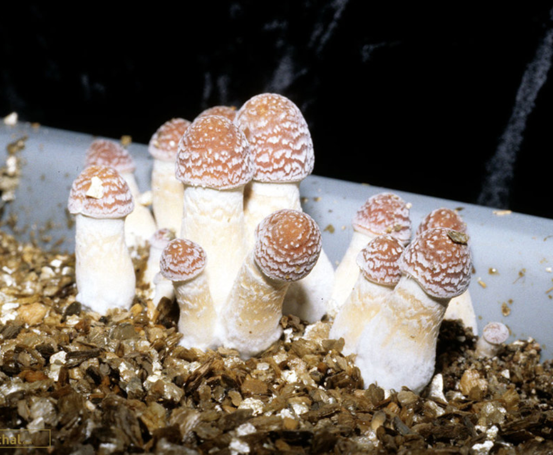 Scientists Create Yeast That Poop Out Massive Amounts of Psilocybin