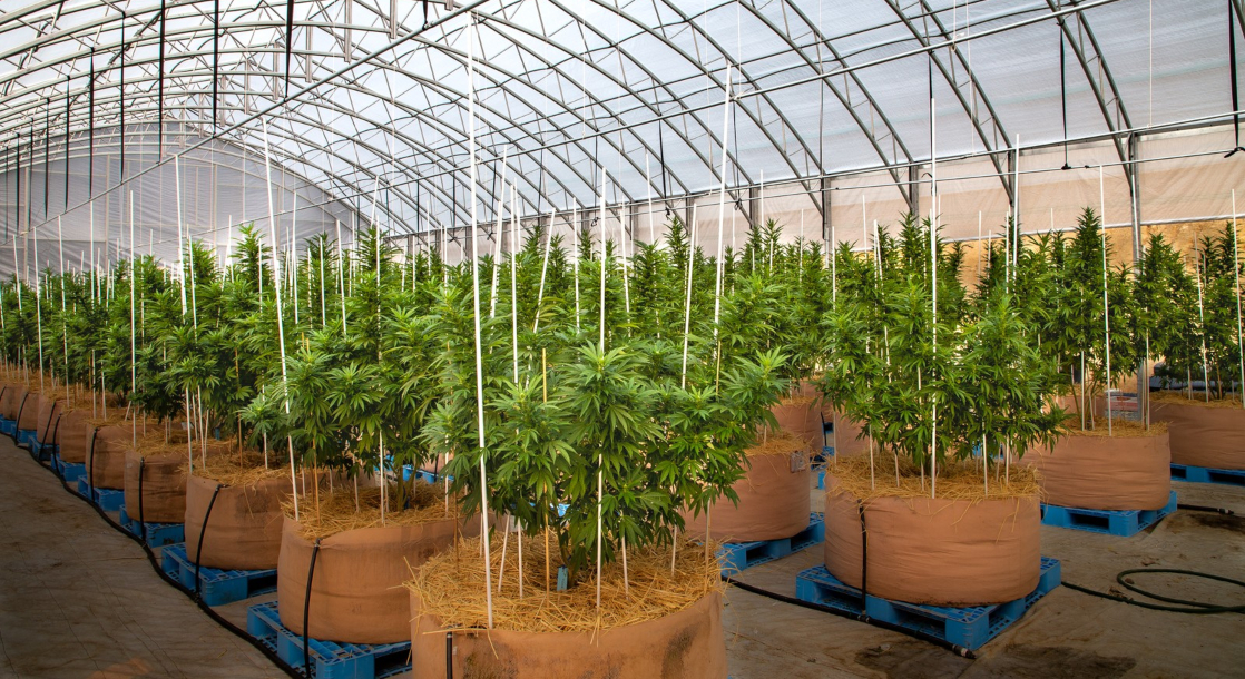 Scotland Gets Green Light to Open First Legal Medical Cannabis Farm