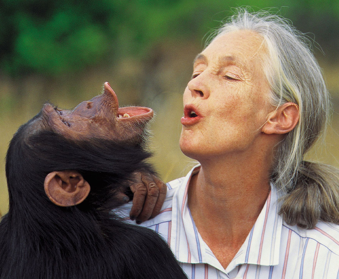 Legendary Scientist Jane Goodall Joins the CBD Game to Save the Rainforests