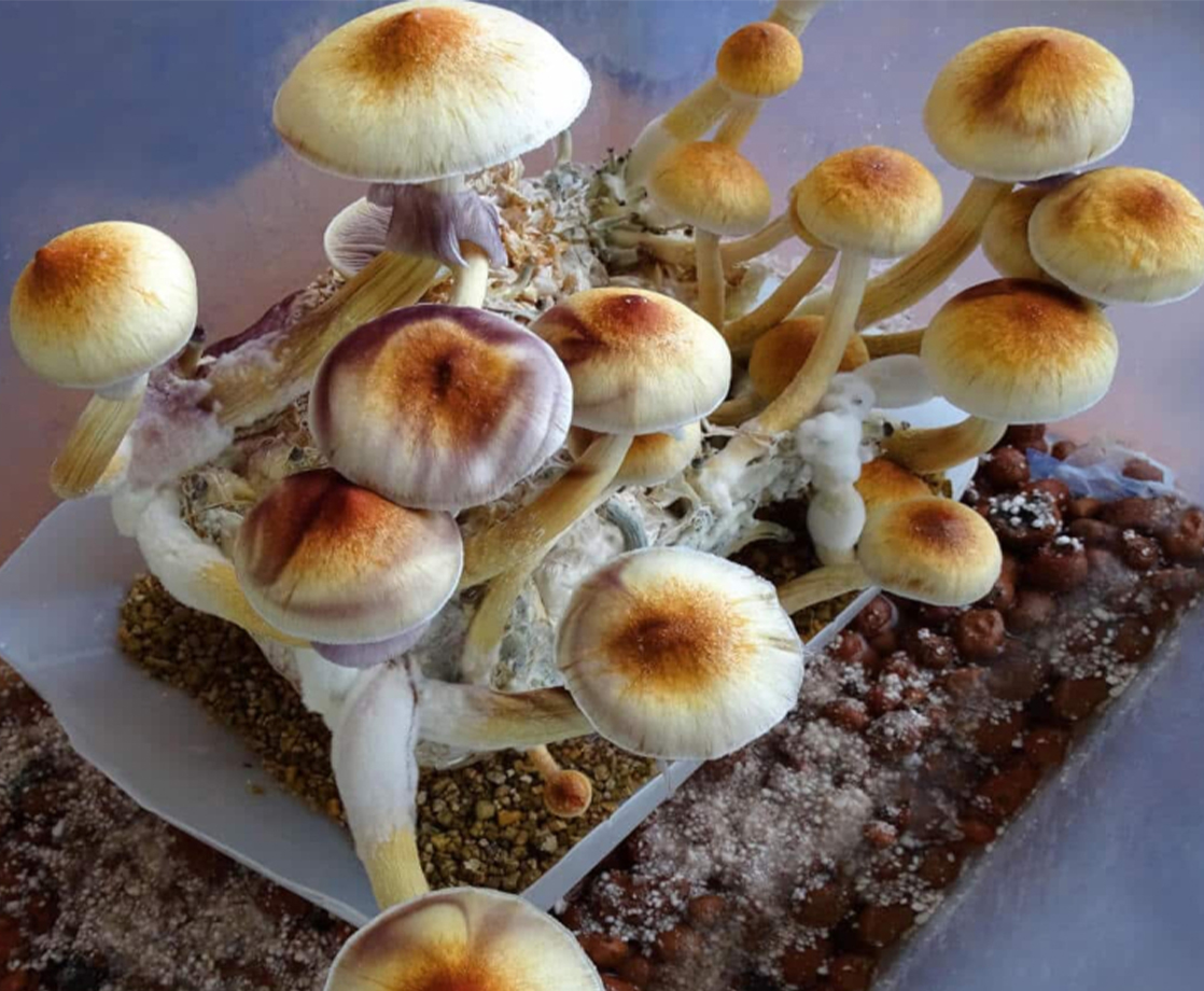 New York May Be the Next State to Decriminalize Psilocybin Shrooms