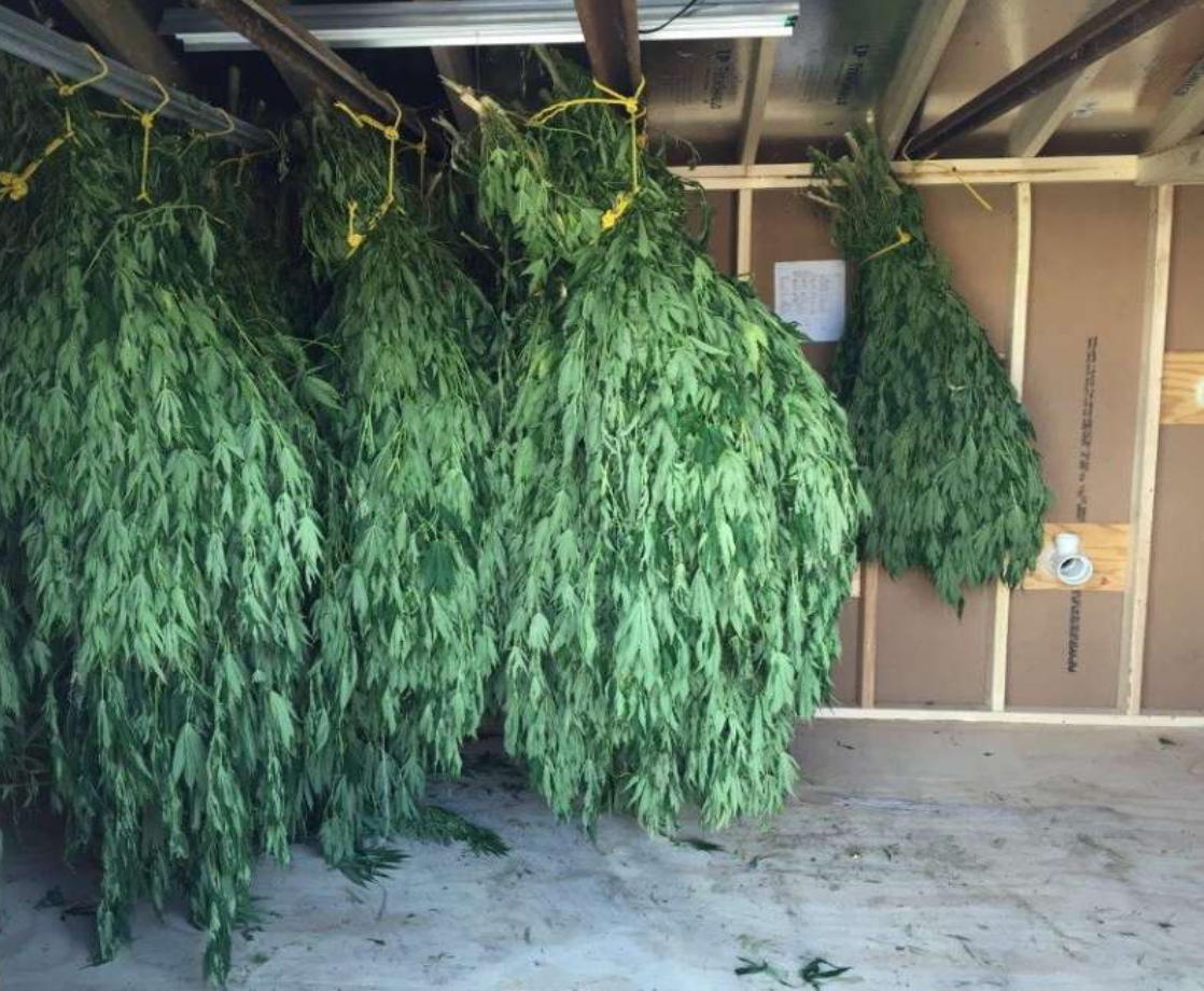 Man Busted After Giving Cops a Guided Tour of His Illegal Weed Farm