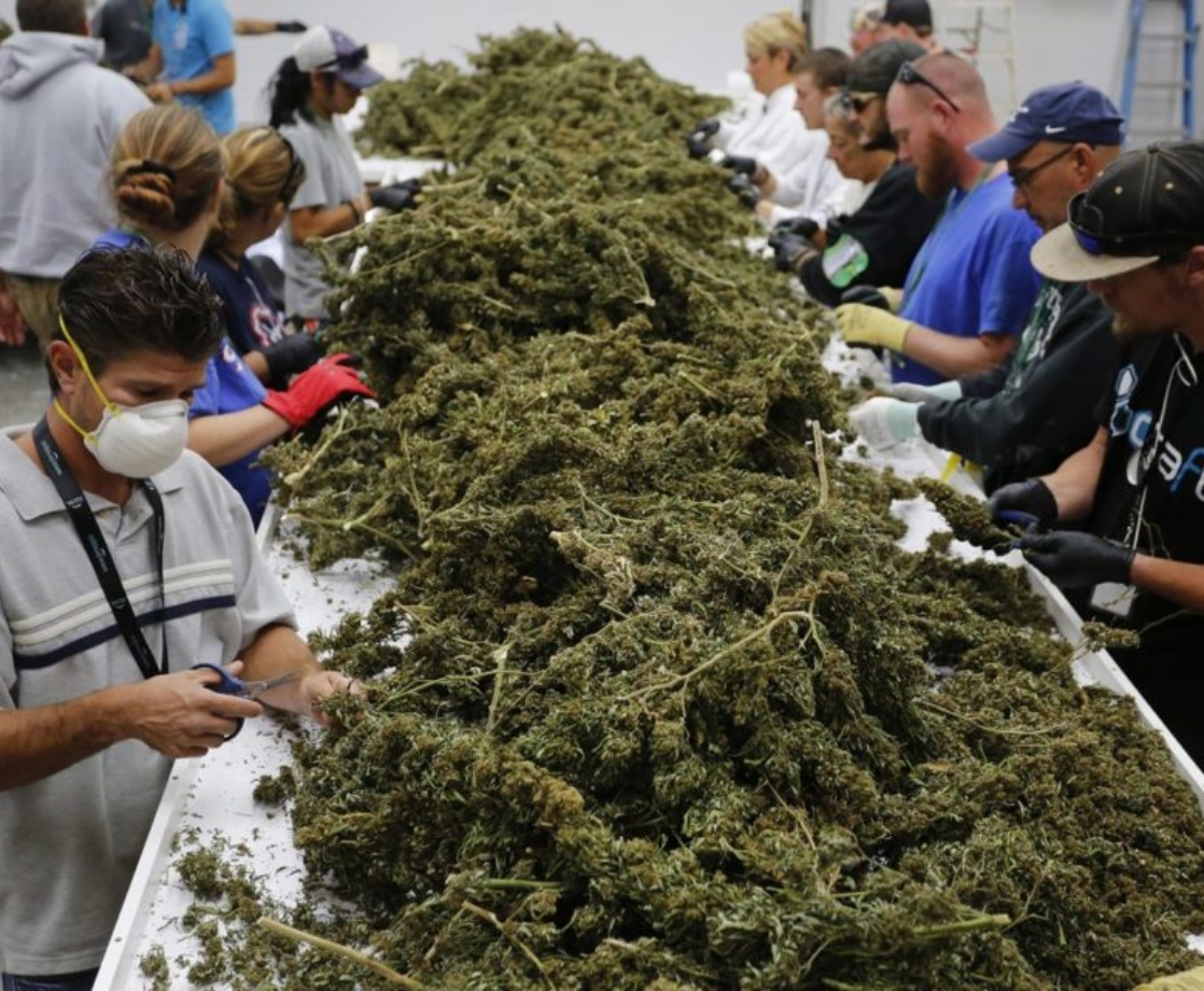 The Legal Cannabis Industry Has Created Almost 250,000 Jobs in the US