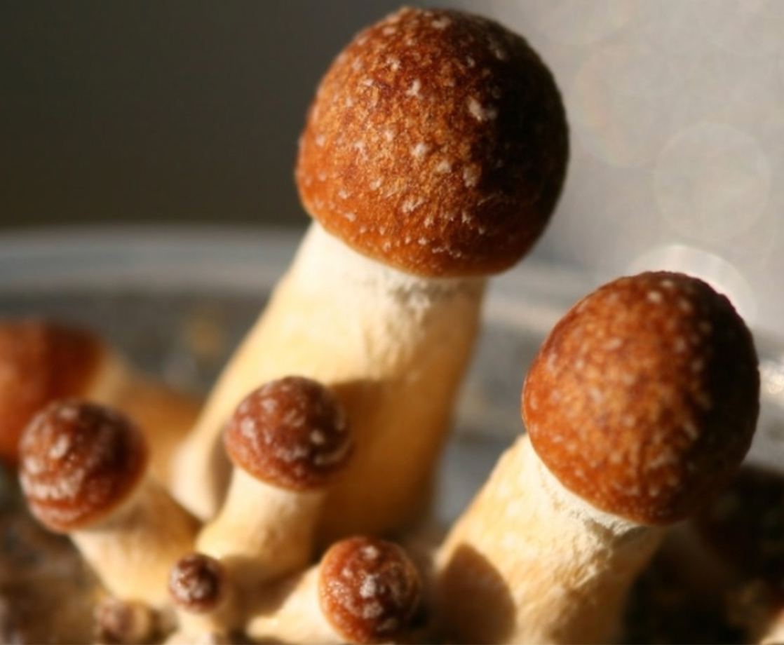 Researchers Are Now Investigating If Psilocybin Can Help Treat Chronic Pain
