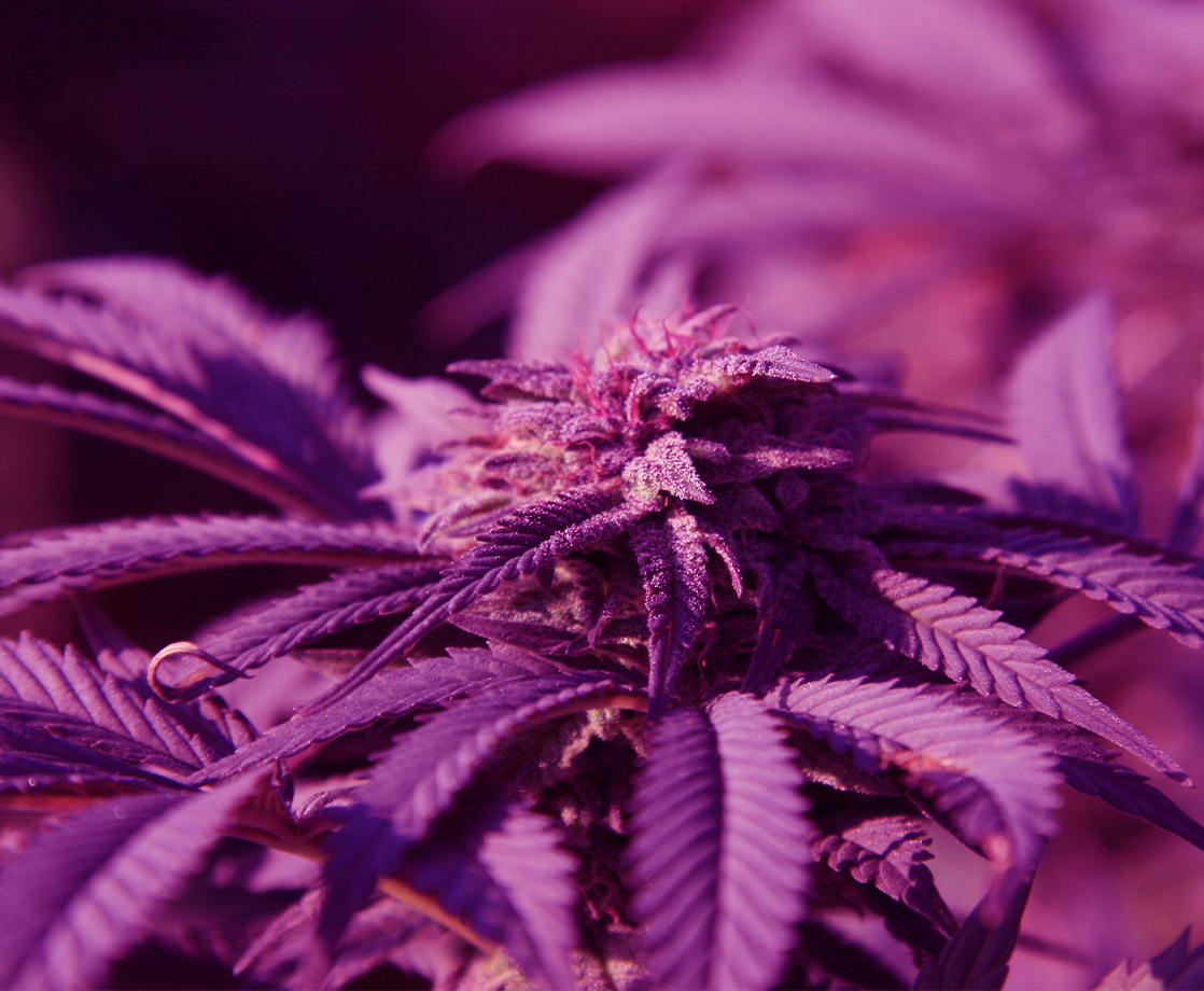 What Is “Purple Punch” Weed and Will This Strain Give Your Brain a Wallop?
