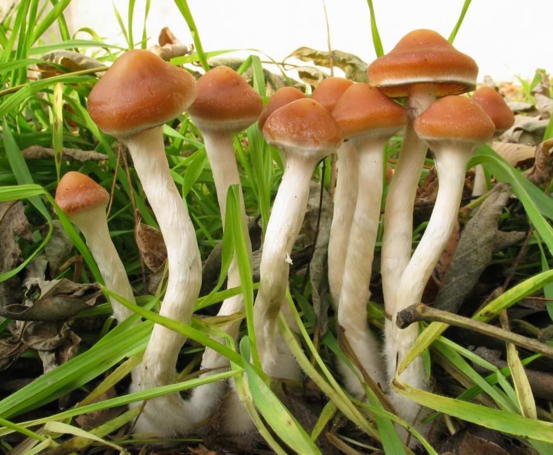 53% of People Familiar with Psychedelics Want Legal Psilocybin, Survey Says