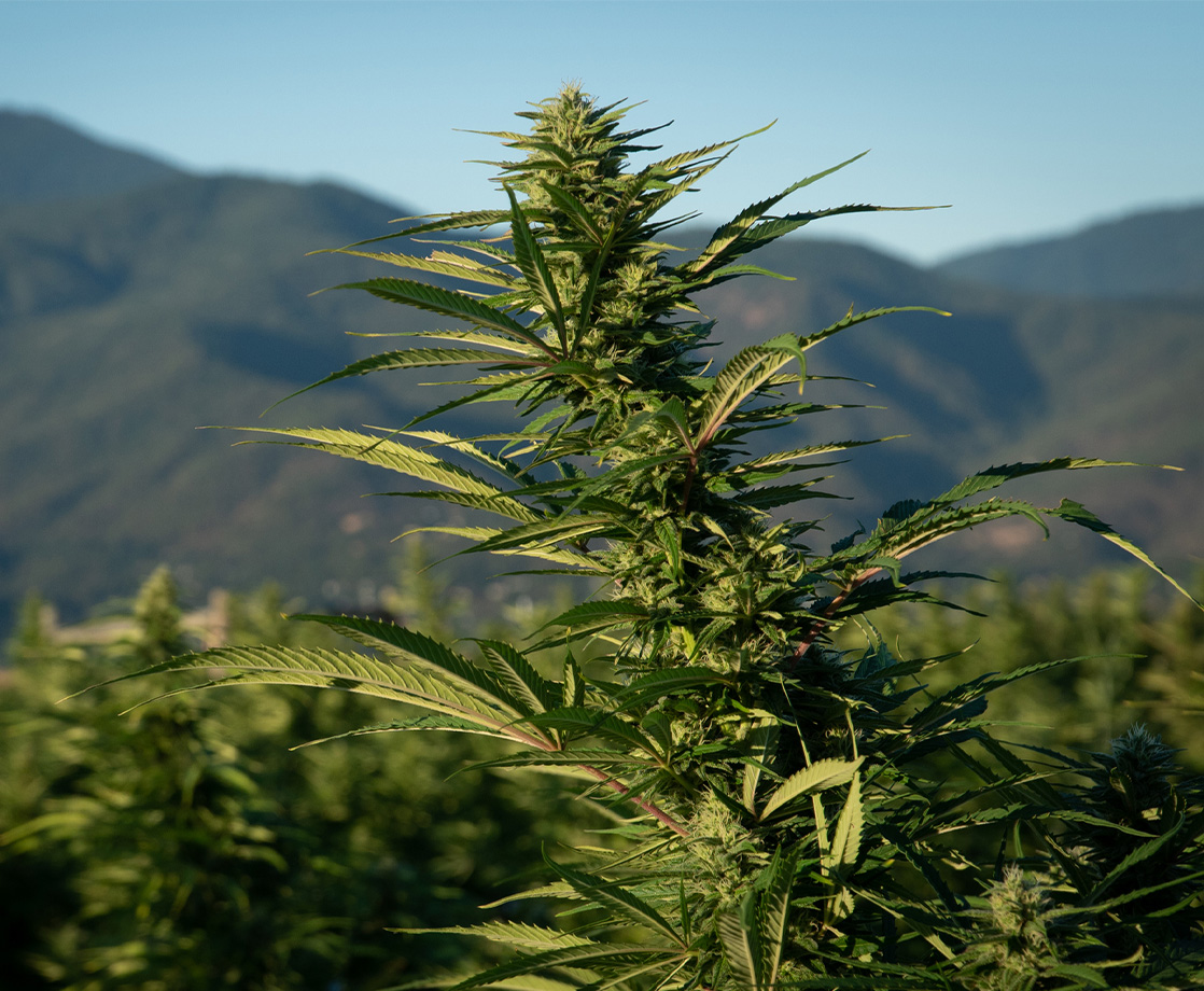 What Are Landrace Weed Strains and Why Are They Evolutionary Wonders?