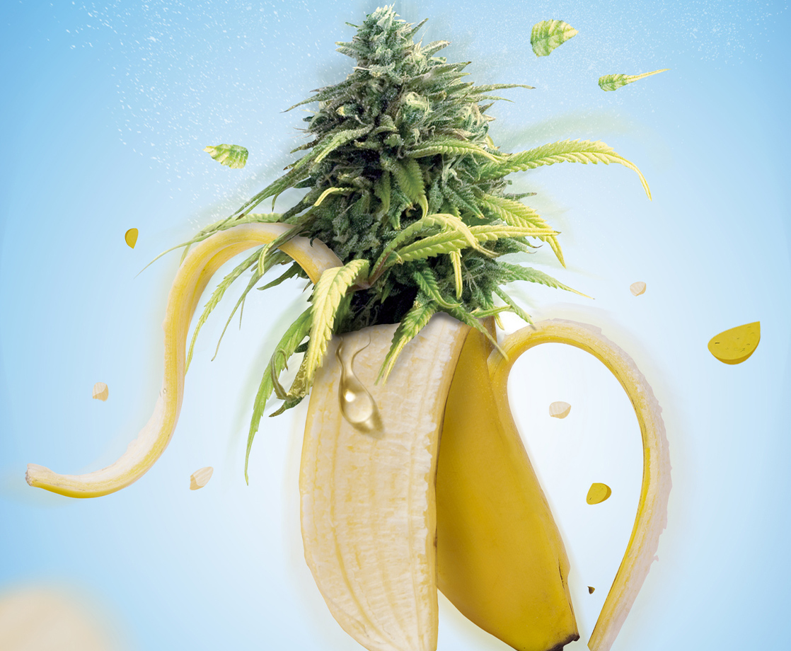 What Is “Banana Split” Weed and Will This Strain Satisfy a Toker’s Sweet Tooth?