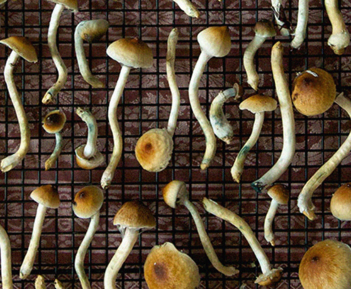 Activists Aim to Bring Legal Psilocybin-Assisted Therapy to Colorado By 2022