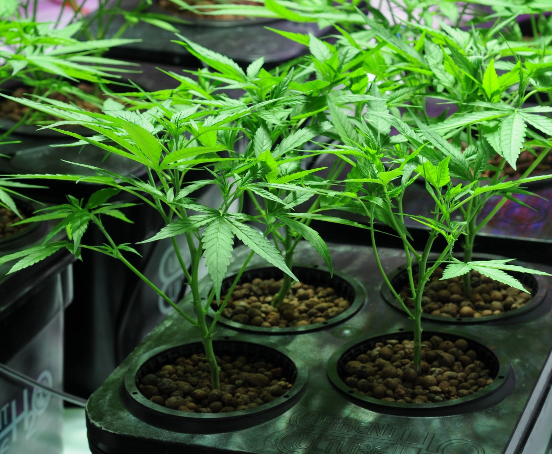 Home Cultivation Guide: Pros and Cons of Growing Weed in Soil vs. Hydroponics