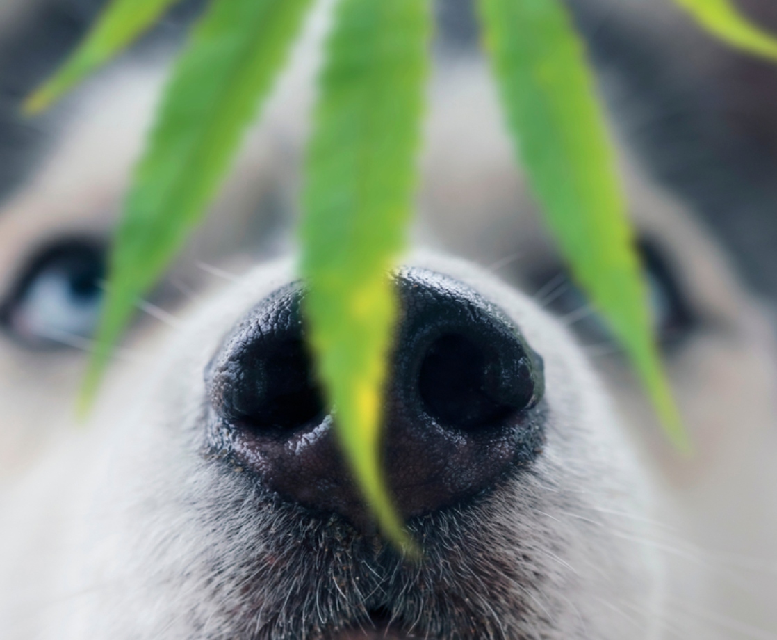 CBD Helps Treat Osteoarthritis and Increase Mobility in Dogs, Study Finds