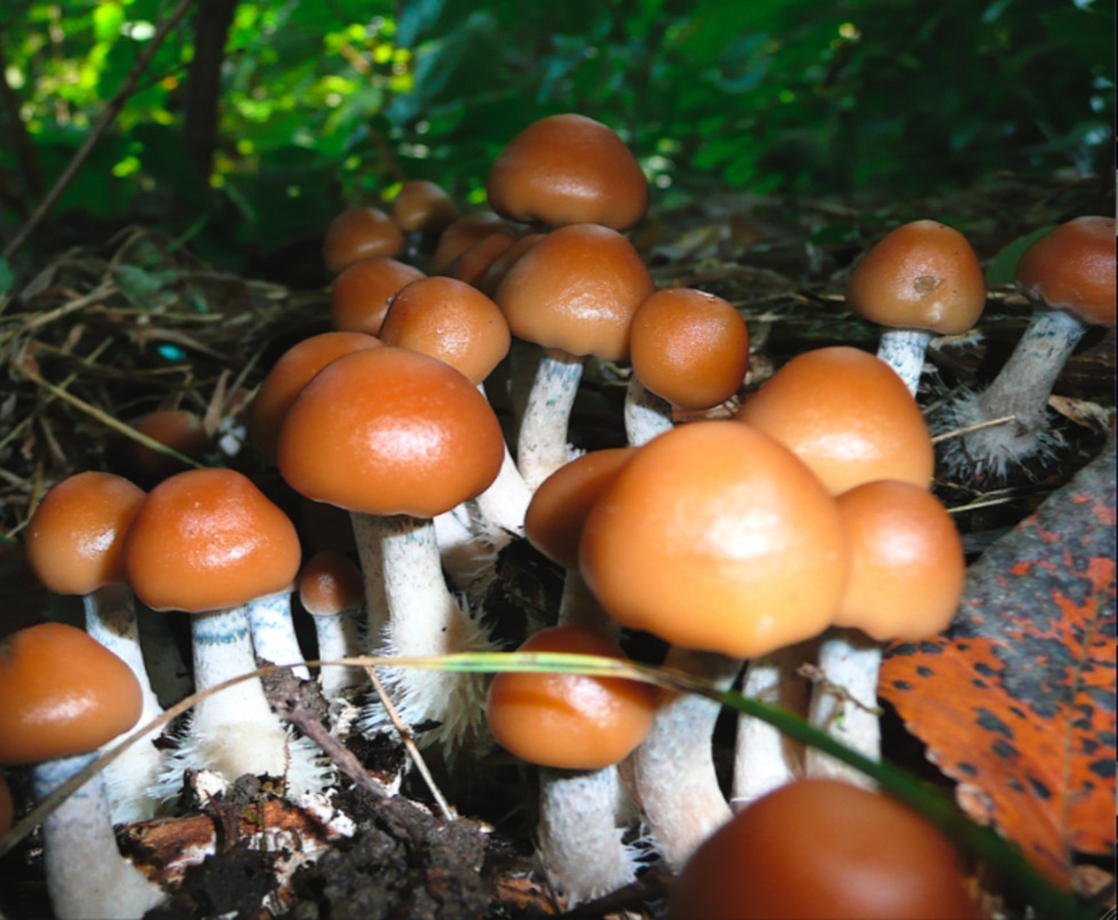 Oregon Residents Will Officially Vote on Legalizing Psilocybin Therapy This Fall