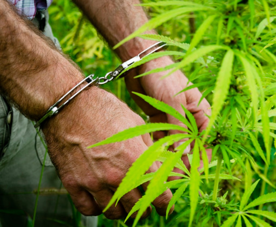 California Just Tallied Its Lowest Number of Felony Pot Busts Since 1954