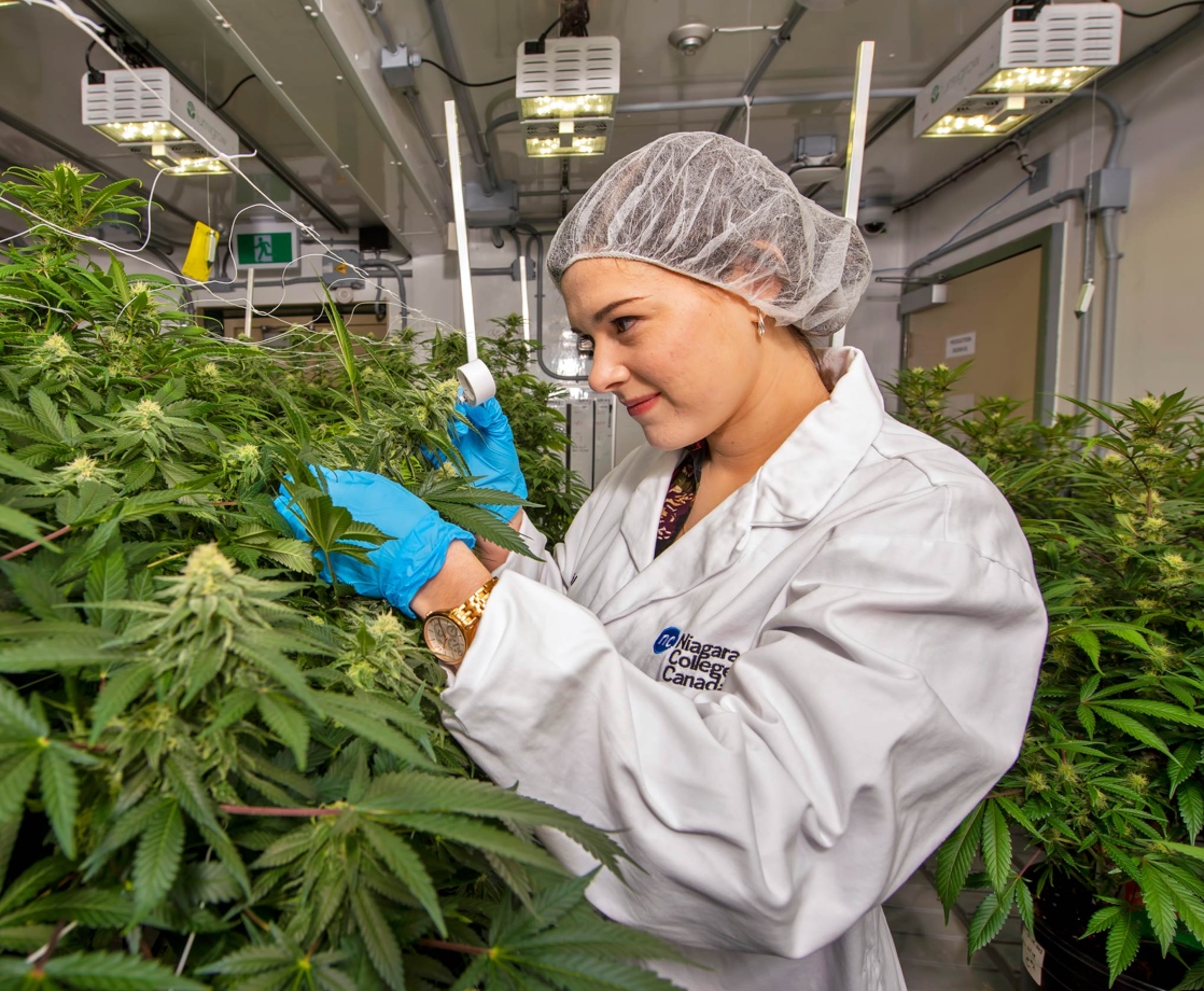 Weed Industry Workers Are Estimated to Outnumber Computer Programmers by End of 2020