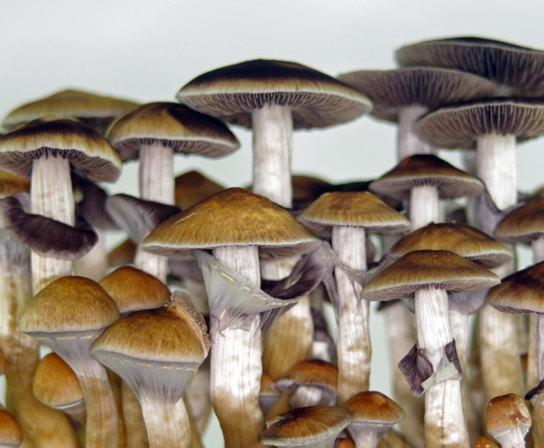 Canada Is Allowing Terminally Ill Patients to Use Psilocybin Mushrooms for End-of-Life Therapy