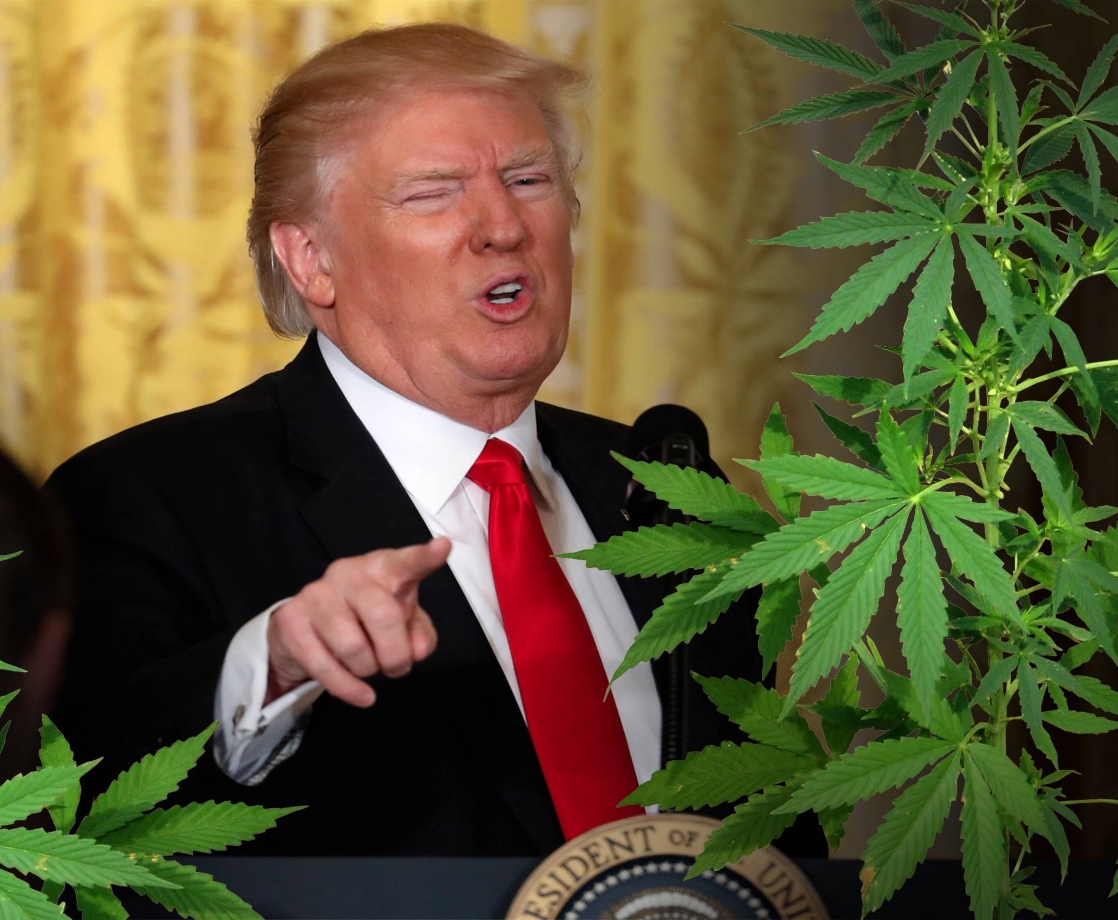 Trump Tells Republicans Not to Put Weed on Ballot Out of Fear of Losing Election