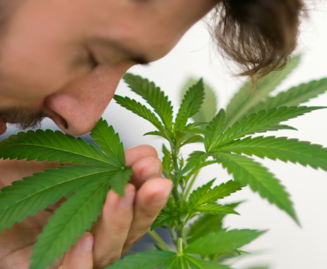 Washington State Is Hiring a Professional Weed Sniffer to Smell Out Strong Pot Odors