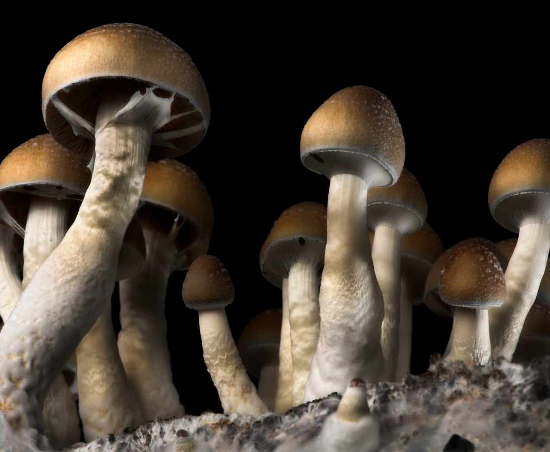3 in 5 Voters in Washington DC Are Down to Decriminalize Psychedelics, New Poll Shows