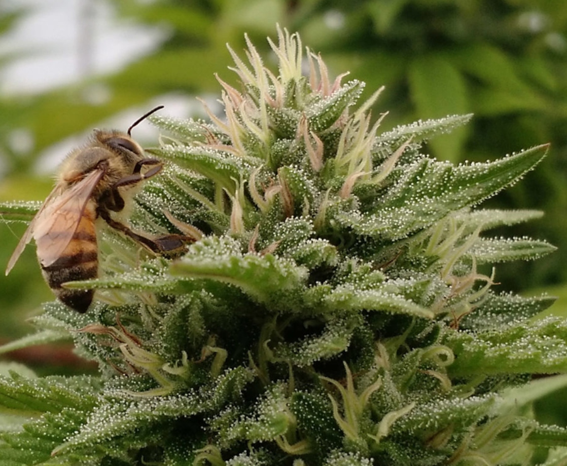 Cannabis Extracts May Extend the Life of Bees Exposed to Pesticides, Research Shows