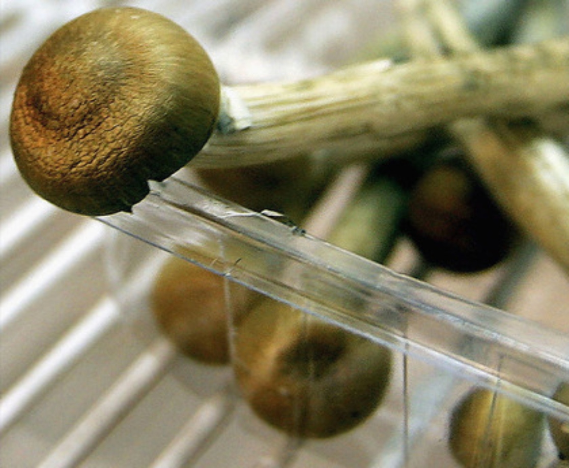 Ann Arbor, Michigan Officially Decriminalizes Psychedelic Plants and Psilocybin Fungi