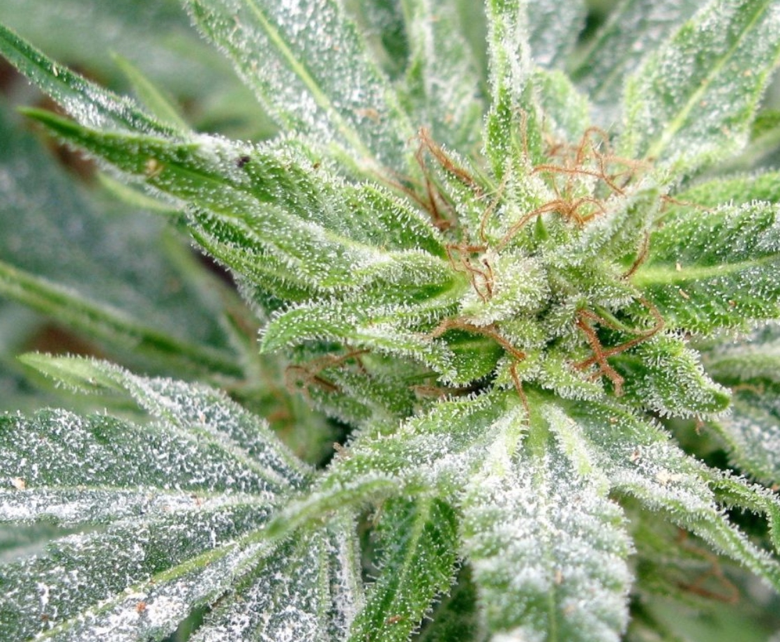 Israeli Scientists Just Figured Out How to Make Weed Resistant to Powdery Mildew
