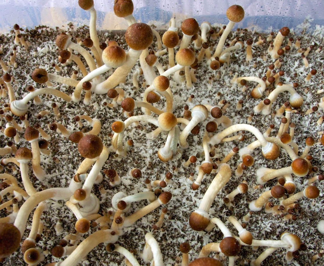 California Could Decriminalize Psychedelics Soon, Thanks to State and Local Proposals