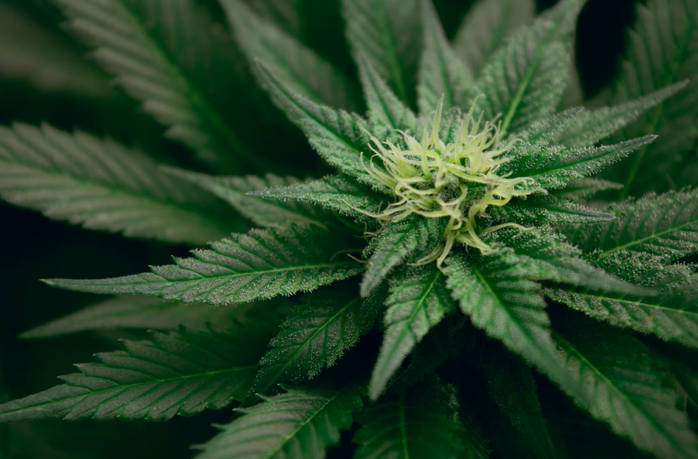 What is CBDA and How Does It Differ from CBD?