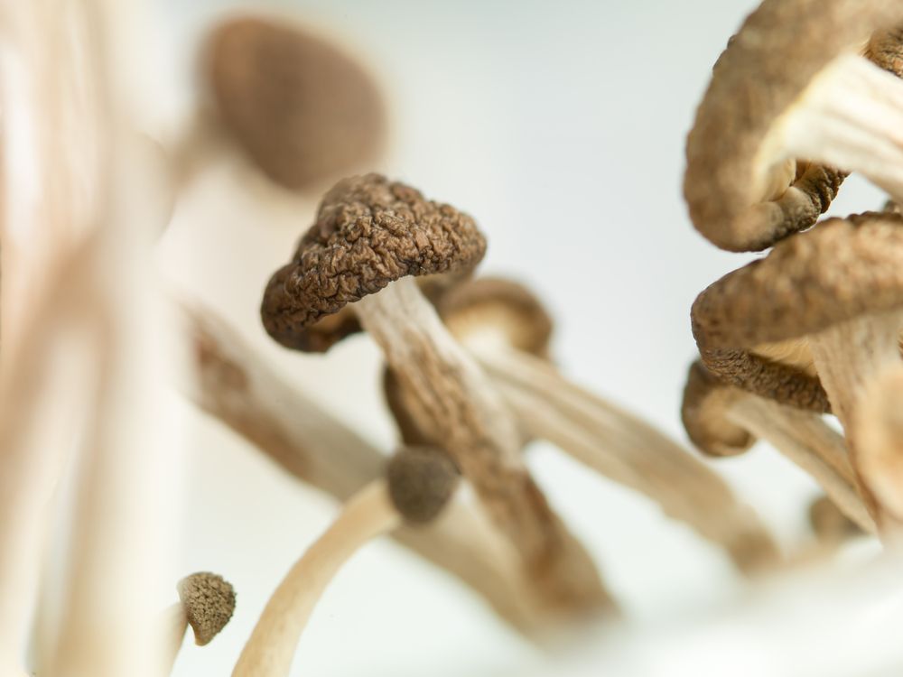 Activists Want to Bring Legal Shroom Therapy and Drug Decrim to Washington State
