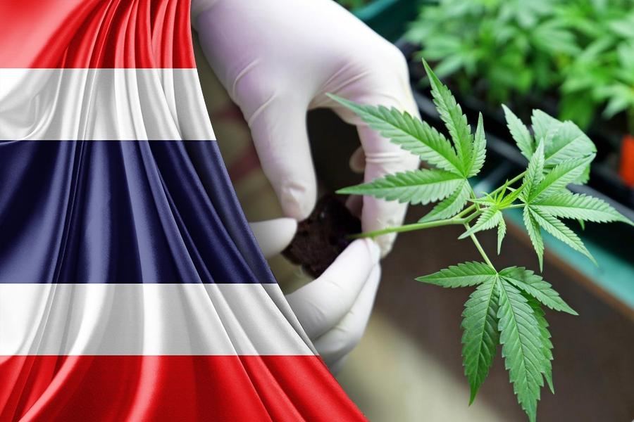 Thailand Officially Legalizes Low-THC Hemp Foods and Cosmetics for Medical Use