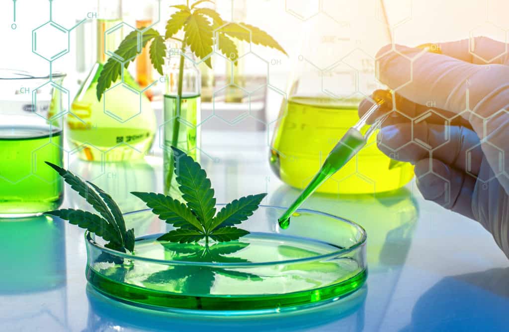 Federal Health Agency Is About to Host Symposium on Cannabis and Cancer Research