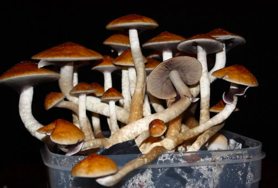 17 Canadian Mental Health Professionals Are Now Allowed to Trip on Shrooms for Work