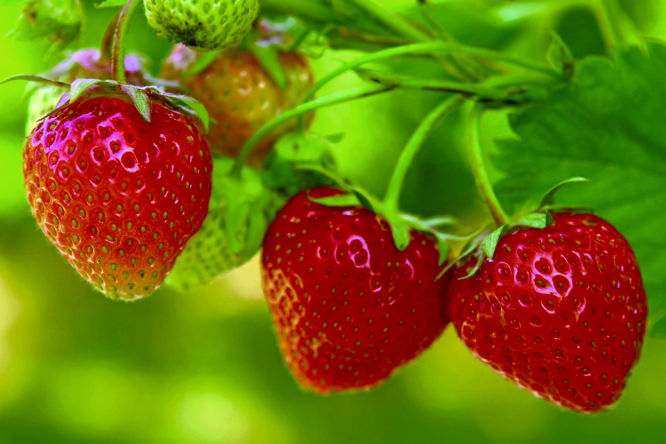 CBD Keeps Strawberries from Molding and Extends Their Shelf Life, New Study Finds