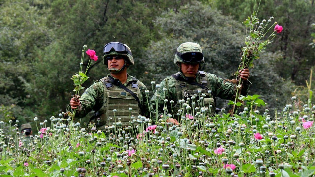 Mexico’s Secretary of the Interior Wants to Decriminalize Opium Poppies