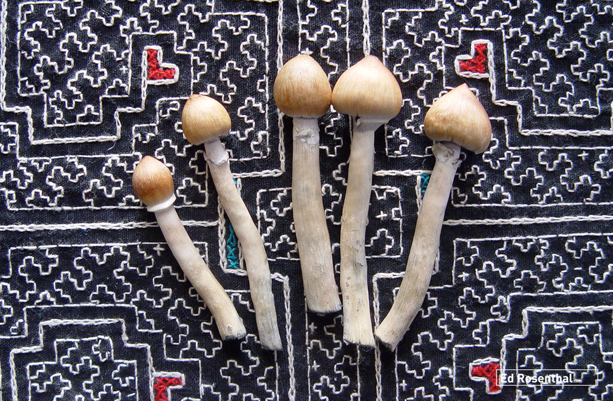 California Activists Are Aiming to Fully Legalize Psilocybin Mushrooms by 2022