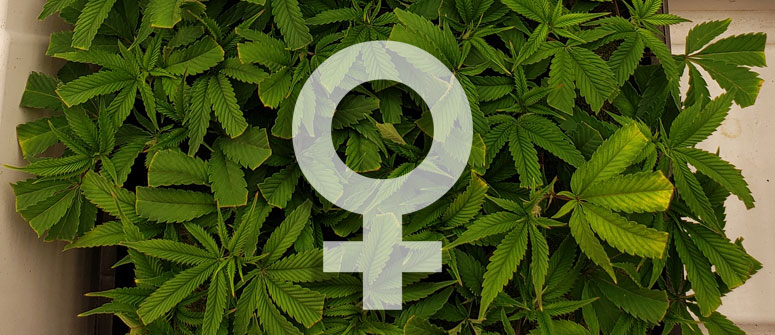 ‘Cannábicas’ Captures the Struggles of Women in the Global Cannabis Movement