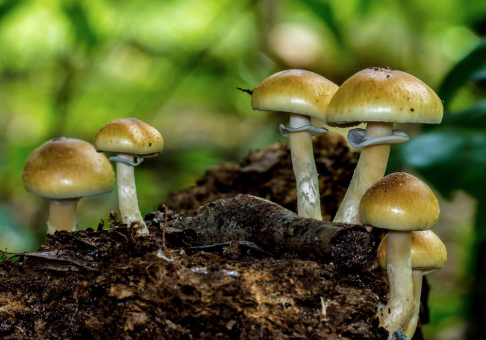 Therapists Sue DEA for the Right to Give Psilocybin Mushrooms to Terminally Ill Patients