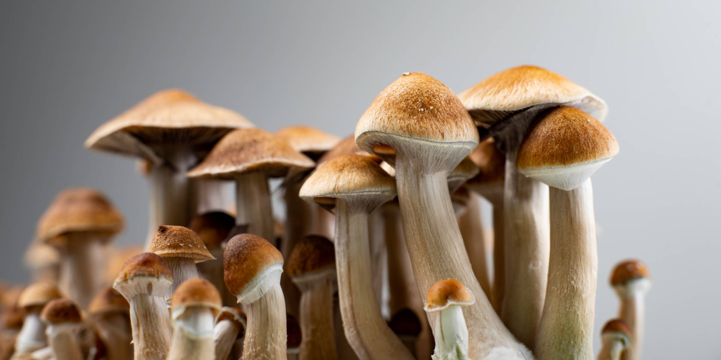 Psilocybin Mushrooms Greatly Enhance Creative Thinking, New Clinical Study Confirms