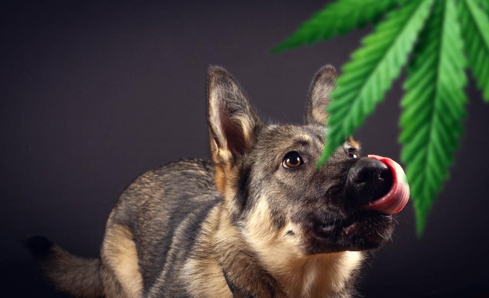 Honest Paws Leads the Pack with CBD Oil for Dogs