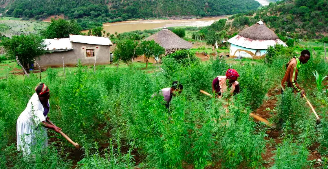 South African Farmers Are Protesting the Region’s Racist Cannabis Licensing Process