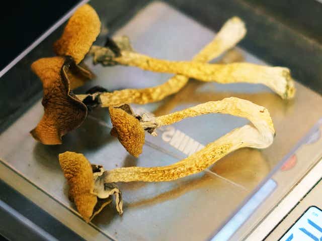 Maine Is Considering Legal Psilocybin Therapy and Total Drug Decriminalization