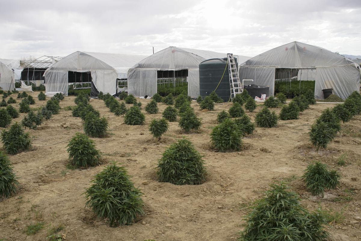 Asian Migrants Are Staffing Illegal US Weed Grows to Survive Pandemic, BBC Report Shows