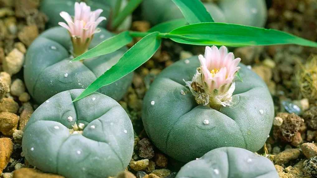 Indigenous Leaders Pen Letter Saying Peyote Legalization Could Cause Extinction